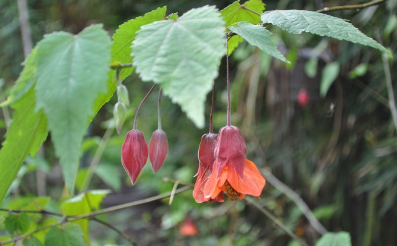 Abutilon 