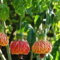 Abutilon pictum 