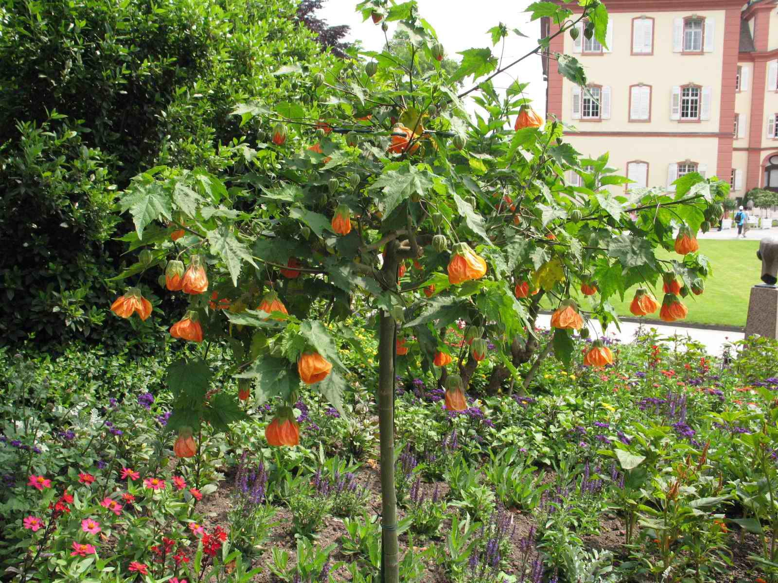 Abutilon pictum 