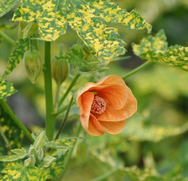 Abutilon pictum 