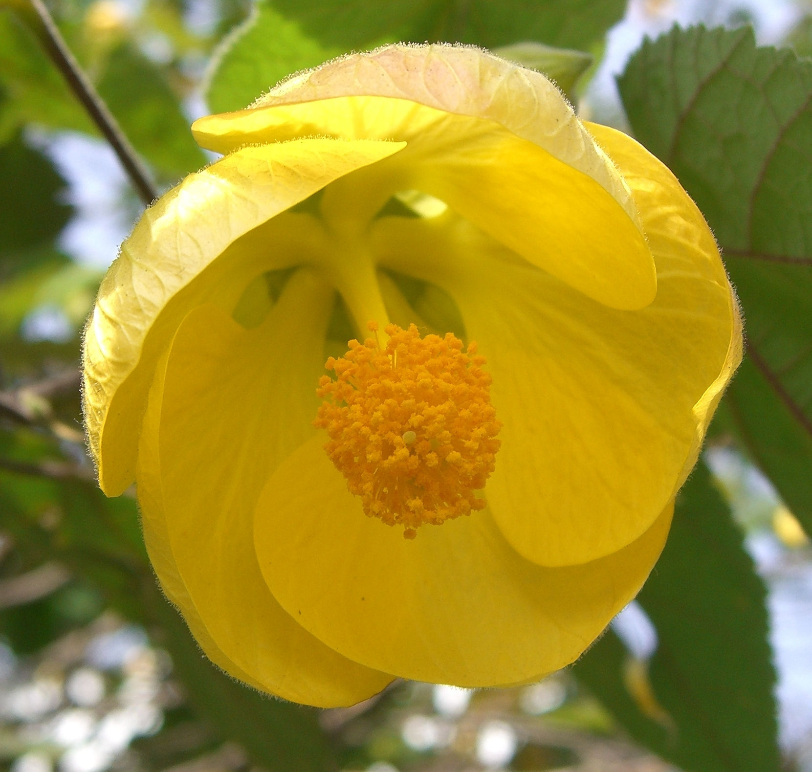 Abutilon pictum