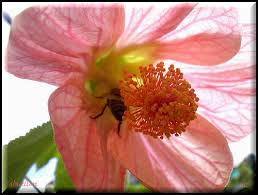 Abutilon 