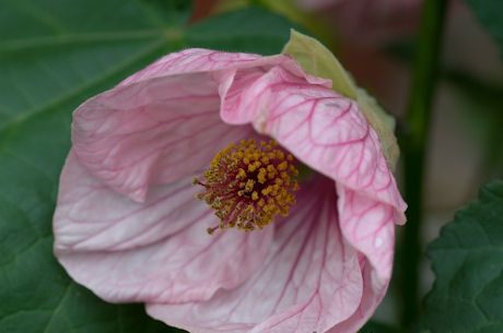 Abutilon 