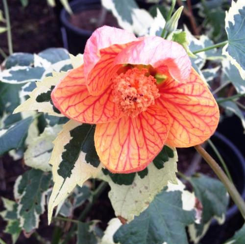 Abutilon 