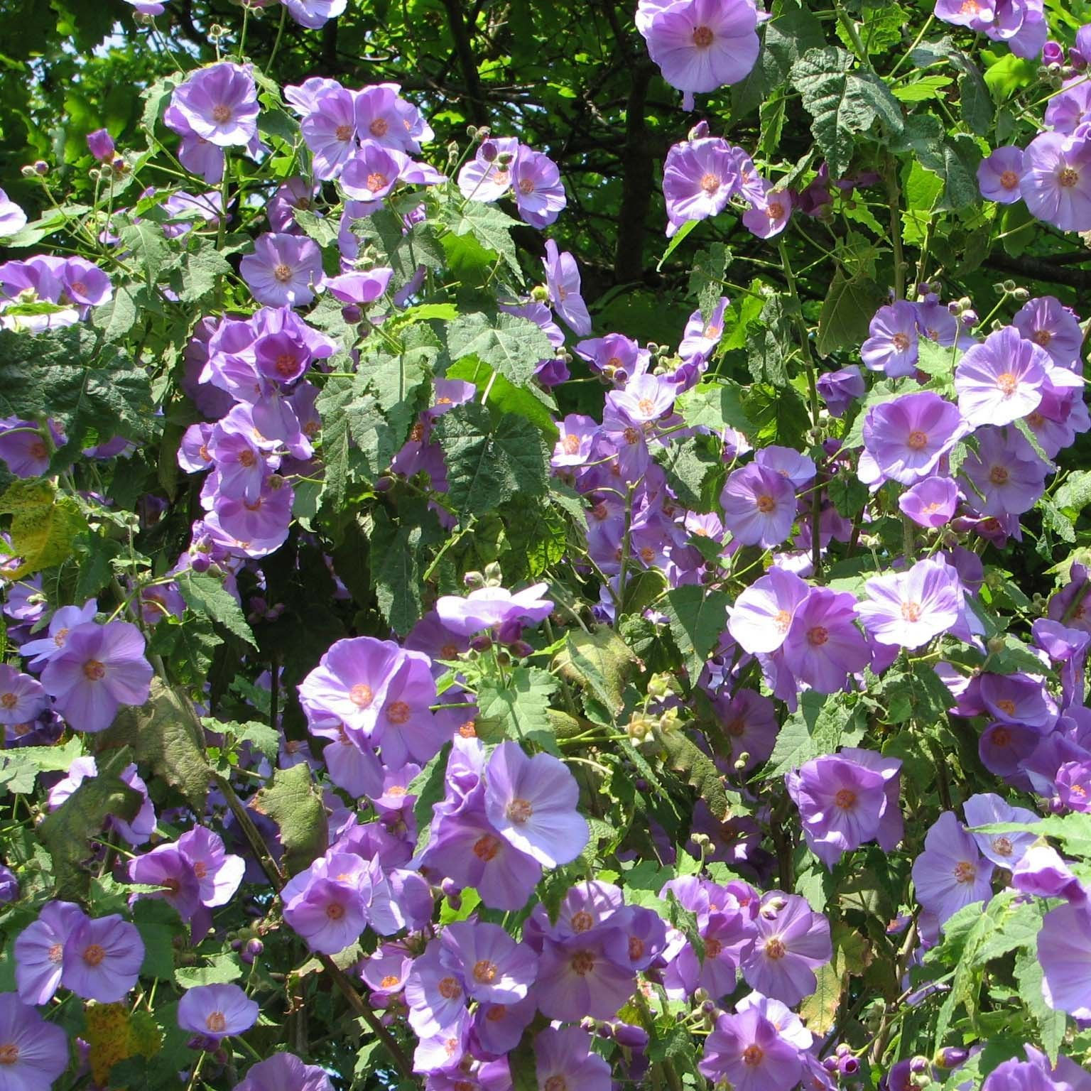 Abutilon 