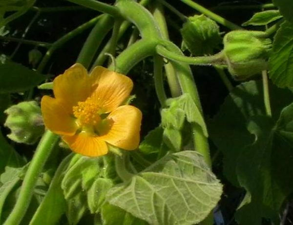 Abutilon theophrasti