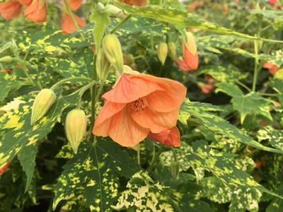 Abutilon 