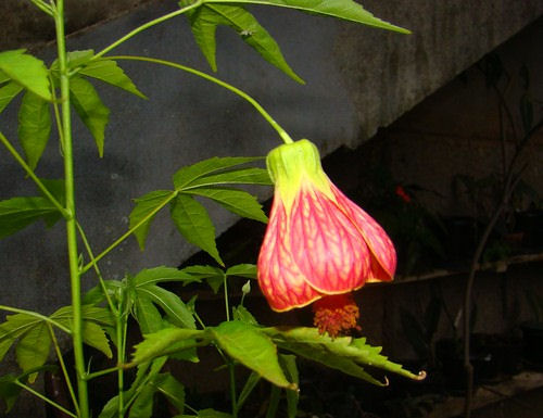 Abutilon venosum