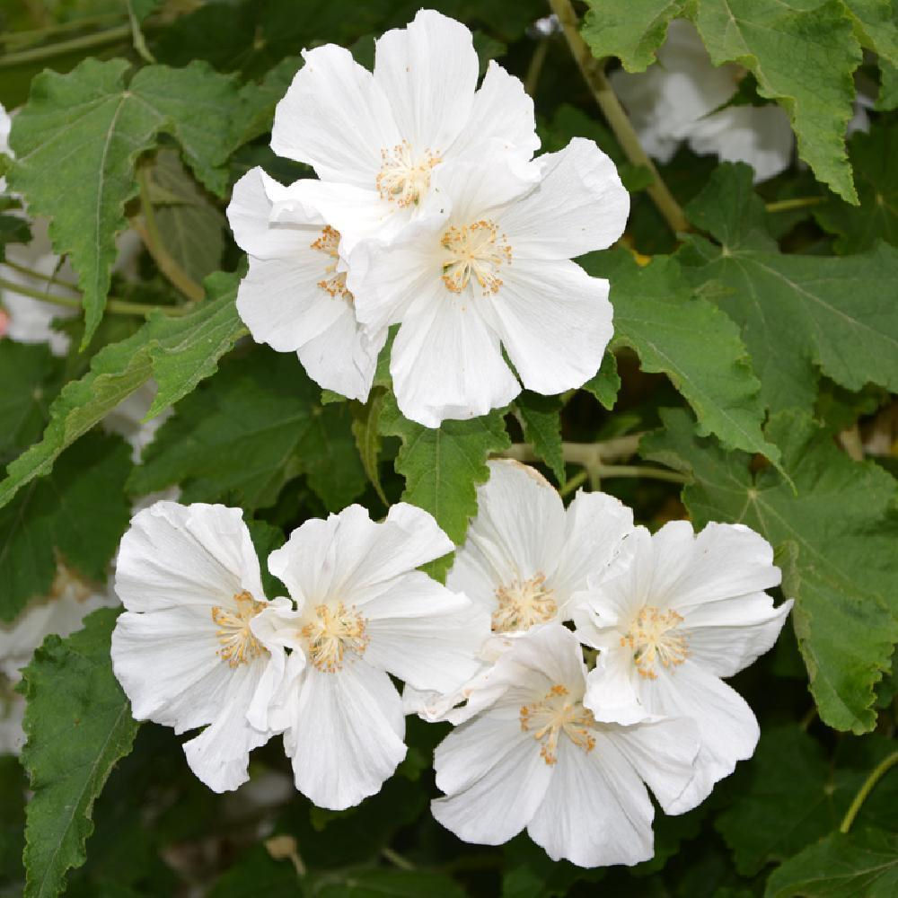 Abutilon vitifolium 