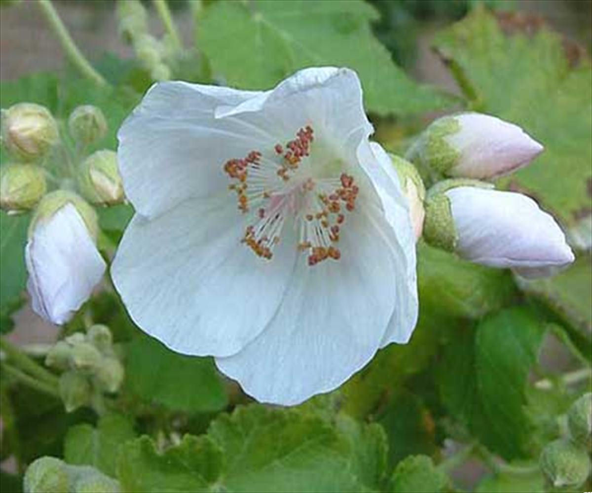 Abutilon vitifolium 