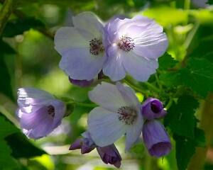 Abutilon vitifolium