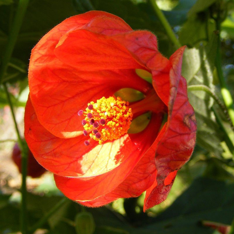 Abutilon x hybridum 