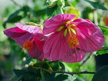Abutilon x hybridum 