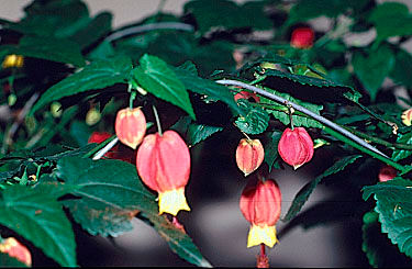 Abutilon x hybridum
