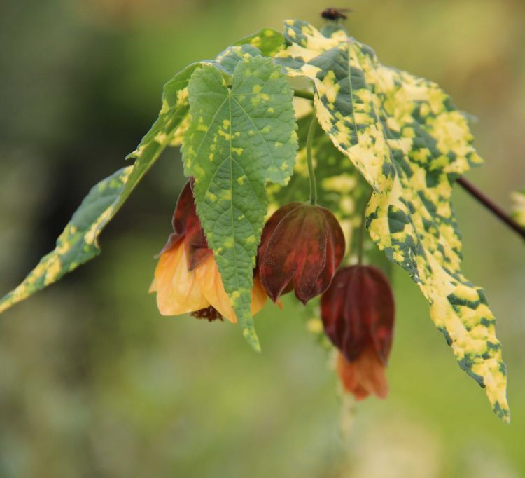 Abutilon x milleri variagatum