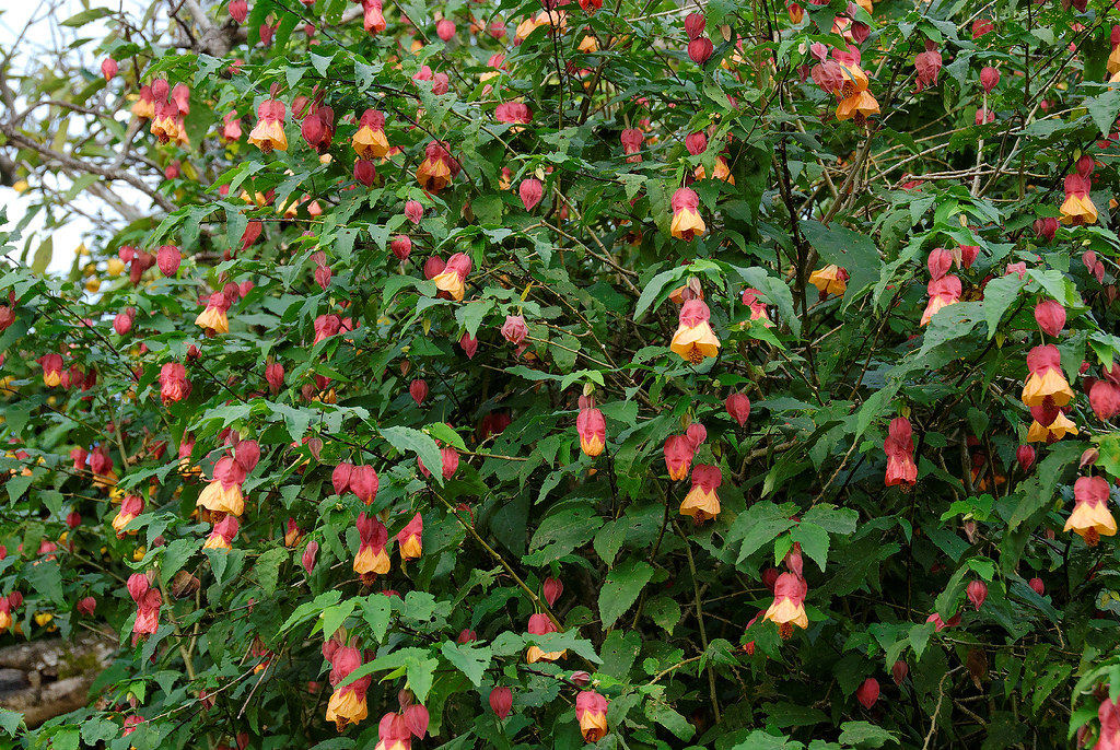 Abutilon x milleri