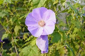 Abutilon x suntense 