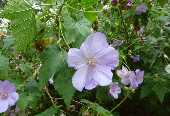Abutilon x suntense 