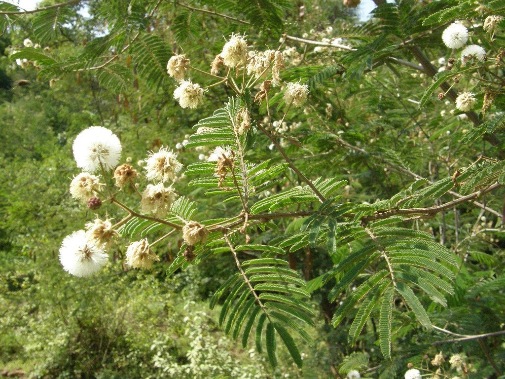 Acacia abyssinica