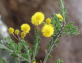 Acacia acanthoclada