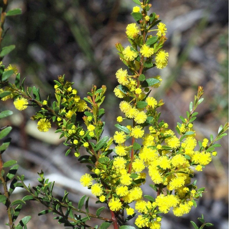 Acacia acinacea