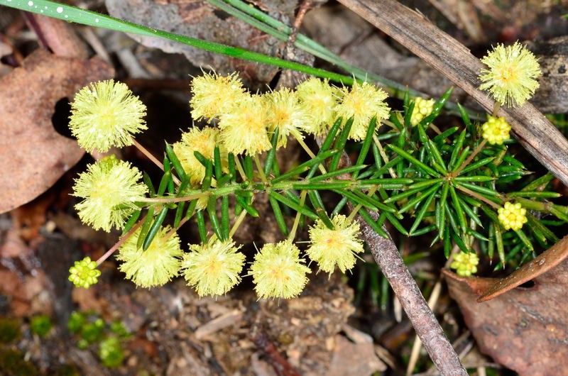 Acacia aculeatissima