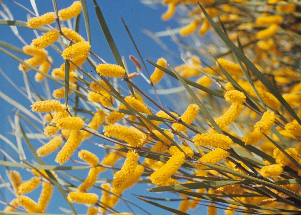 Acacia acuminata 1