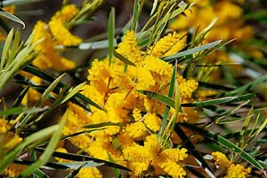 Acacia acuminata