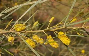 Acacia adsurgens