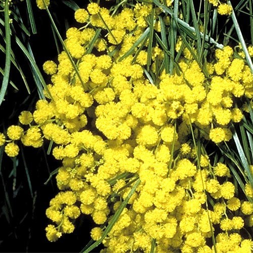 Acacia adunca