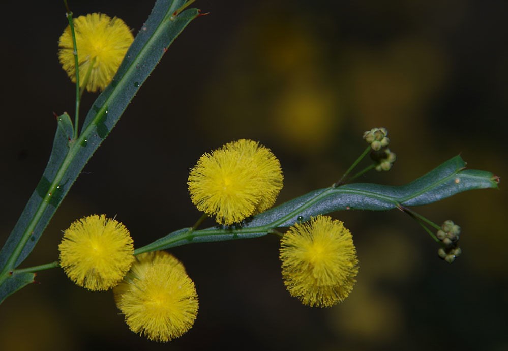 Acacia alata var alata