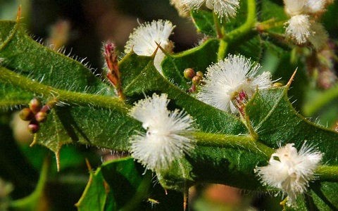 Acacia alata