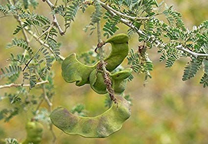 Acacia albida