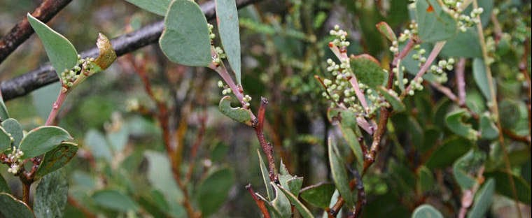 Acacia alpina