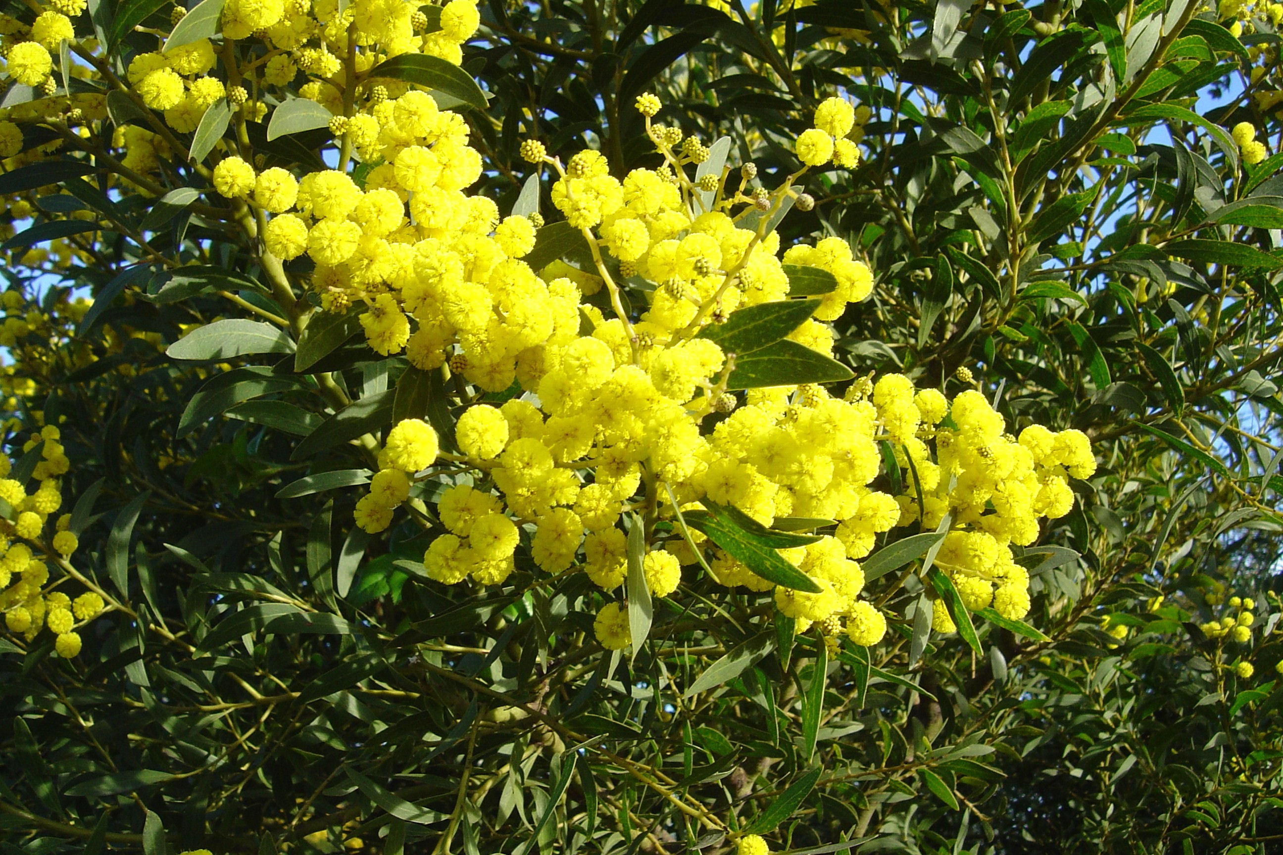 Acacia amoena