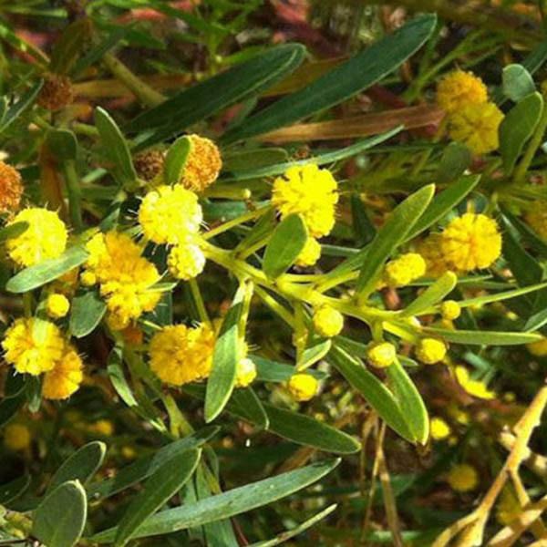 Acacia anceps