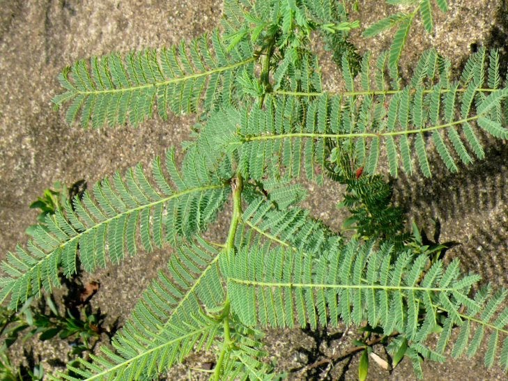 Acacia arenaria