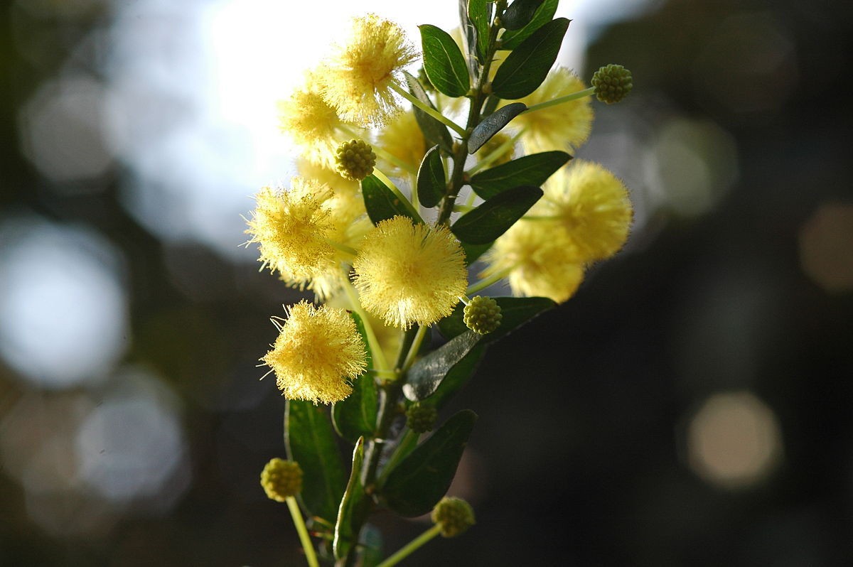 Acacia armata