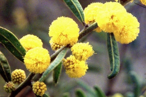 Acacia aspera