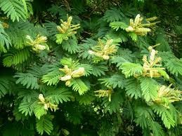 Acacia ataxacantha