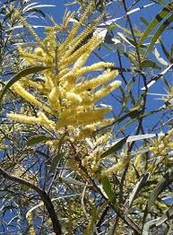 Acacia aulacoparca