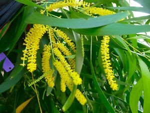 Acacia auriculiformis