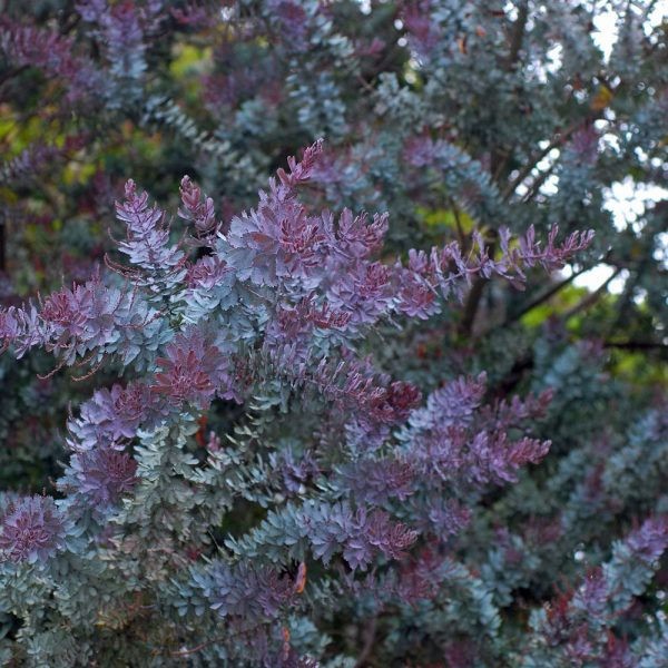 Acacia baileyana purpurea