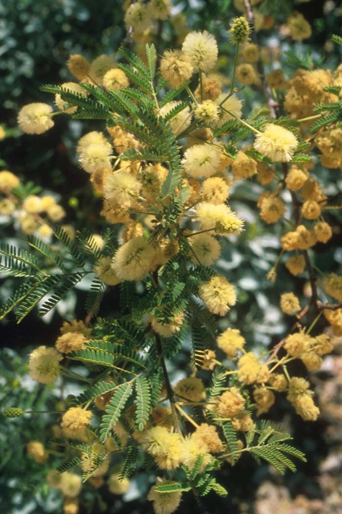 Acacia berlandieri