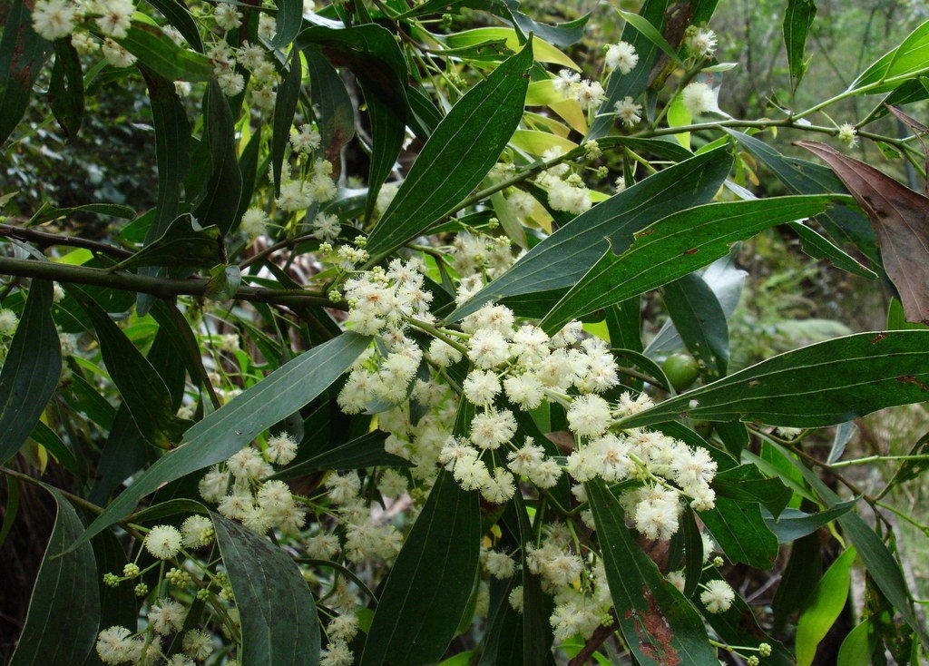 Acacia binervata