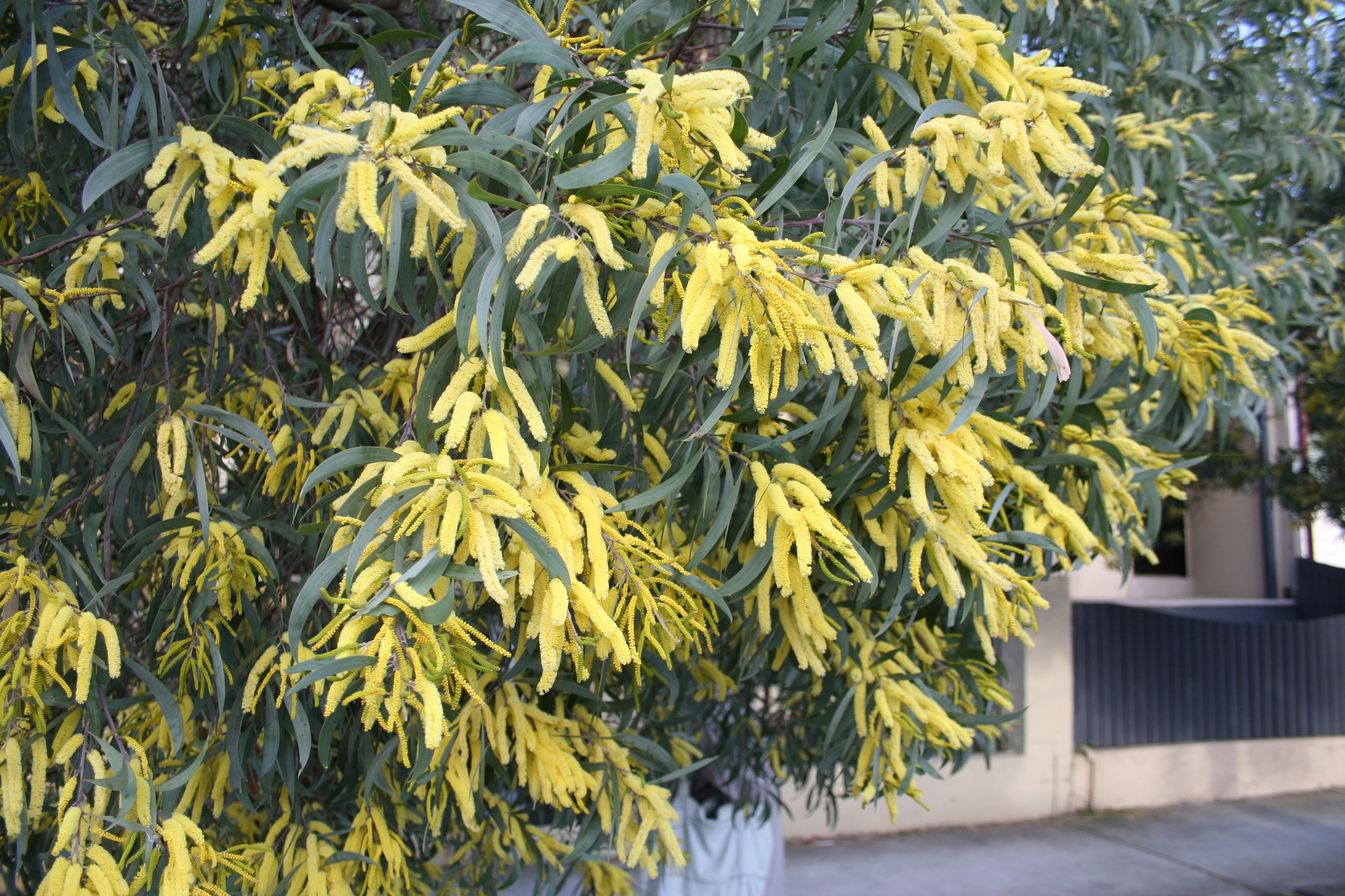 Acacia binervia