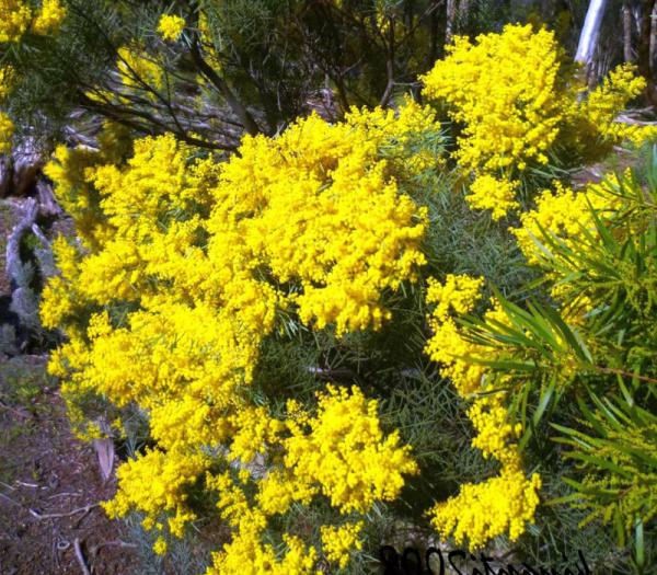 Acacia boormanii