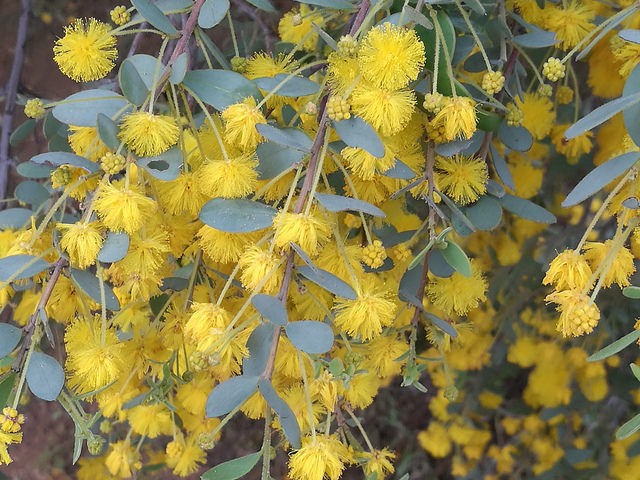 Acacia brachybotrya