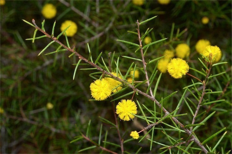 Acacia brownii