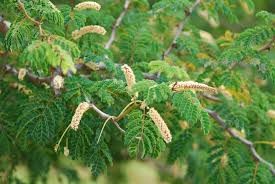 Acacia burkei